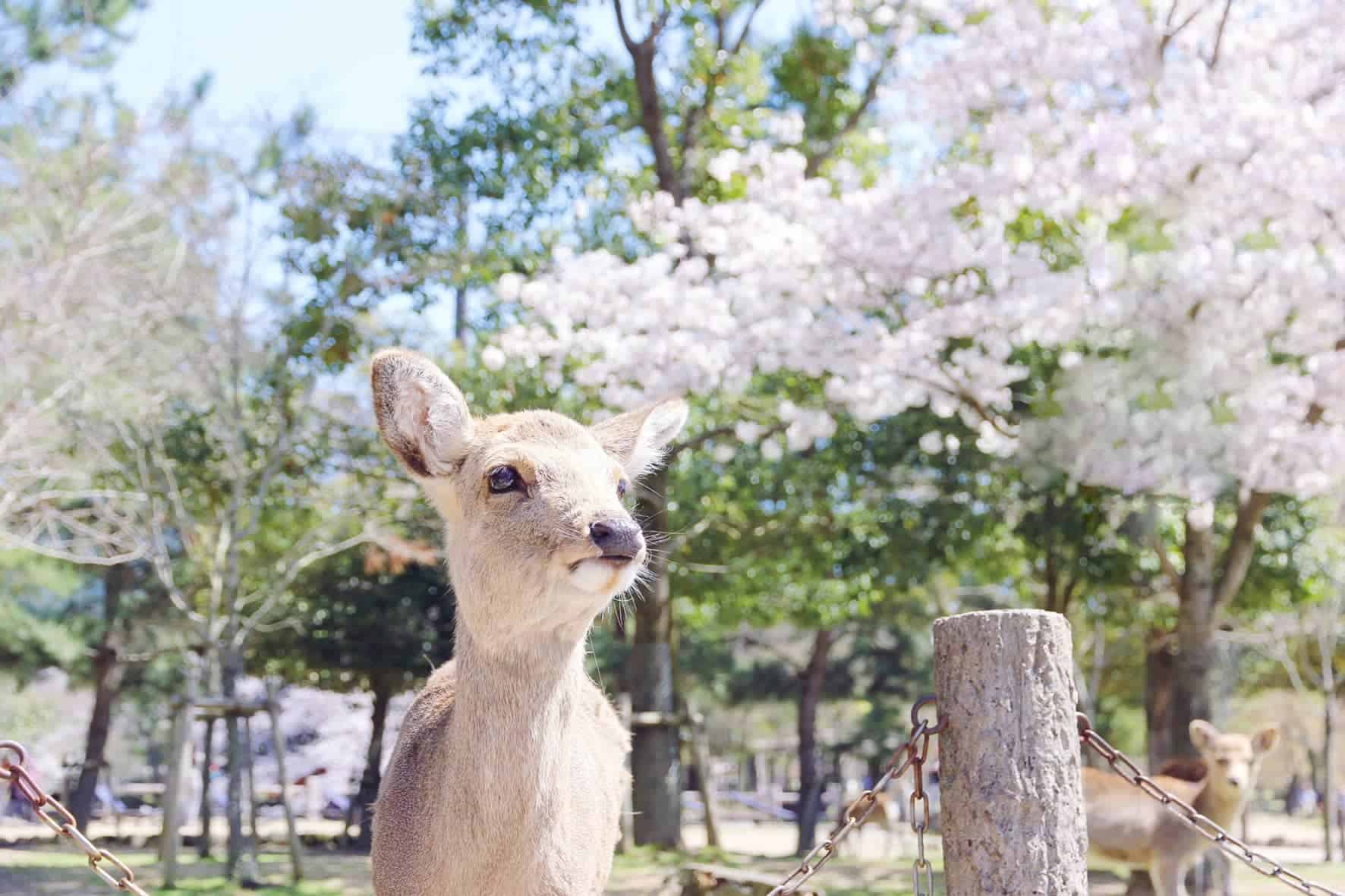 Go to Nara and follow the red deer Bambi
